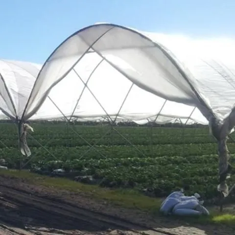 thumbnail for publication: Protected Culture for Vegetable and Small Fruit Crops: Types of Structures